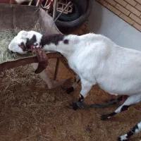 فروش بزپاکستانی اصل