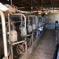 اجاره اصطبل اسب،گاوداری باتجهیزات،انبار ماشین آلات|اجارهٔ دفتر صنعتی، کشاورزی، تجاری|شیراز, مجتمع شهید پرویزی|دیوار