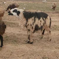 گوسفند|حیوانات مزرعه|هرسین, |دیوار