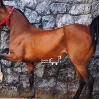 مادیان کرد درجه1 شجره دار