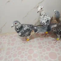 کفتر|پرنده|شیراز, کرونی(خاتونک)|دیوار