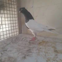 کبوتر رنگی نر ماده|پرنده|شیراز, کرونی(خاتونک)|دیوار