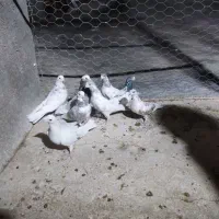 کفترپرشتی|پرنده|ملایر, |دیوار