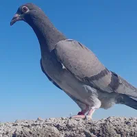 دوتا سبز|پرنده|بیرجند, |دیوار