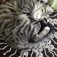 واگذاری رایگان گربه|گربه|مشهد, شاهد (شهرک غرب)|دیوار