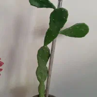 گلهای طبیعی|گل و گیاه طبیعی|آذرشهر, |دیوار