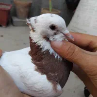 تعدادی طوقی معامله با صرب|پرنده|باروق, |دیوار