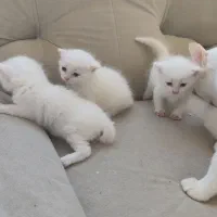 واگذاری غیر را‌ی‌گ‌ا‌ن