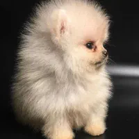 واگذاری توله سگ خرسی تیکاپ|سگ|شیراز, فرهنگ شهر|دیوار