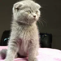 بچه گربه اسکاتیش خرسی|گربه|تهران, تهرانسر مرکزی|دیوار