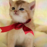 بچه گربه های پشمالو