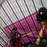 مینا فروشی|پرنده|شهریار, شهرک وائین|دیوار