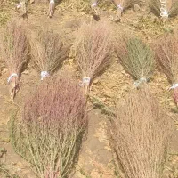 جارو محلی (شهرداری)
