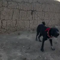 سگ نرولاس|سگ|اصفهان, پرتمان|دیوار