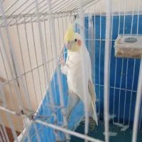 طوطی عروس هلندی ۷ ماهه نر دستی