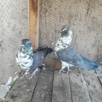 دوچرخه موتورسیکلت|دوچرخه، اسکیت، اسکوتر|آران و بیدگل, |دیوار