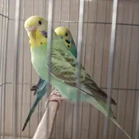 جفت مرغ عشق بالغ|پرنده|سمنان, |دیوار