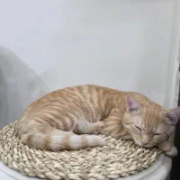 گربه نر میکس پرشین|گربه|تهران, نبی اکرم|دیوار