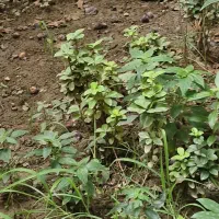 زمین مسکونی پیله داربن (تخته پل)