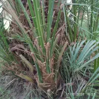 جونگ مضافتی