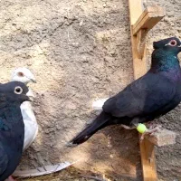 کفتر کاکلی سرخ زاغ قره مینا|پرنده|خواف, |دیوار