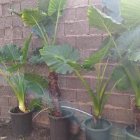 گل بابا ادم ۲ متری|گل و گیاه طبیعی|رشت, نظری|دیوار