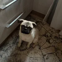 سگ پاگ تربیت شده