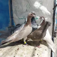 کوهی دورگ|پرنده|باوی, |دیوار