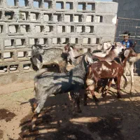 تعدادی نری خانگی فول پلم آدرس سیریک|حیوانات مزرعه|سیریک, |دیوار