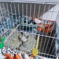 3 تا فنچ ماده آماده