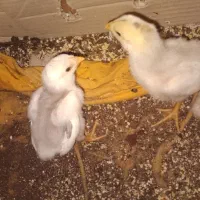 جوجه لاری طوس