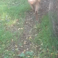 گوسفندنرقوچ وبره ماده|حیوانات مزرعه|ماکلوان, |دیوار