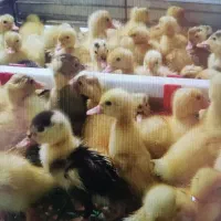 نگهداری جوجه وپرورش|حیوانات مزرعه|مسجد سلیمان, |دیوار