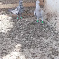 فروش کبوتر|پرنده|بوشهر, |دیوار