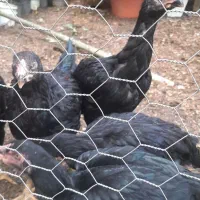 خروس ومرغ ۵ماه لاری وابریشمی کبوتر دم طاووسی|پرنده|رشت, حومه رشت|دیوار