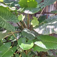 فروش کاکتوس غول پیکر پریانوس|گل و گیاه طبیعی|جویبار, |دیوار