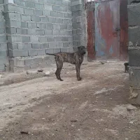 سگ سراب افغان