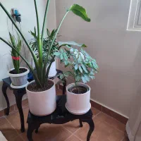 جلو مبلی|مبلمان خانگی و میز عسلی|نسیم‌شهر, |دیوار