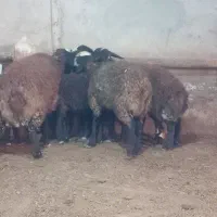 گوسفند شال|حیوانات مزرعه|تاکستان, |دیوار