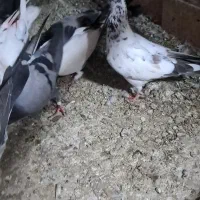 کبوتر