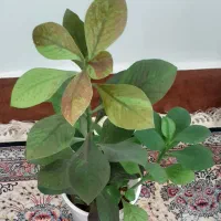 گل طبیعی|گل و گیاه طبیعی|دهلران, |دیوار