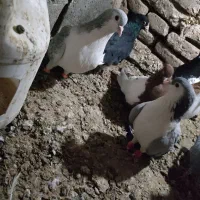 کفتر جفتگاه