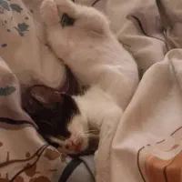 واگذاری بچه گربه