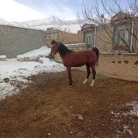 اسب اخته ۷ سال  و نریان ۵ سال نژاد کورد (سیلوانا)