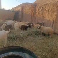 بره19|حیوانات مزرعه|کرمان, |دیوار