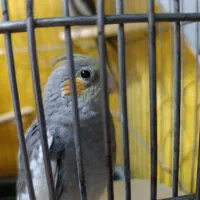 جفت عروس مولدباجوجه|پرنده|شیراز, انجیر|دیوار