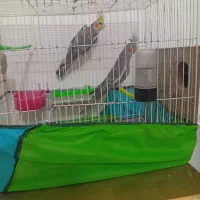 عروس هلندی جفت|پرنده|تربت جام, علوی|دیوار