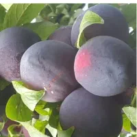 پخش ارقام نهال آلو آنجلا مقاوم به‌سرما