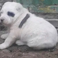 توله سگ الابای ترکمن