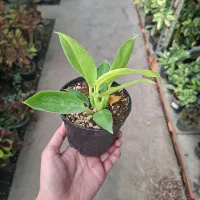 فیلودندرون نئون|گل و گیاه طبیعی|تهران, عباس‌آباد|دیوار